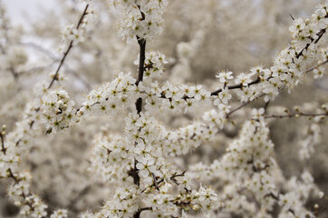 color of the ground on a color background