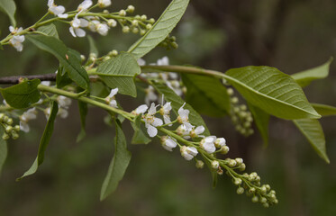 cherry blossoms in early May