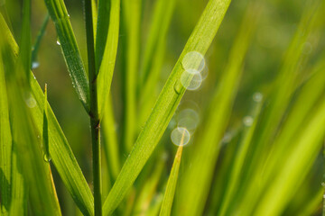 Droplets of water on a green plant
