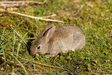 rabbit in the grass