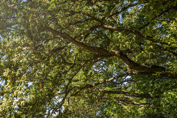 Sunny summer forest. Sun light shining through green oak leaves