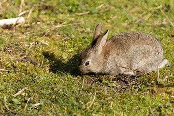 rabbit in the grass