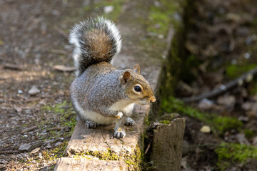 squirrel eating