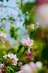 apple tree blossom