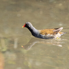 Moorhen Swimming