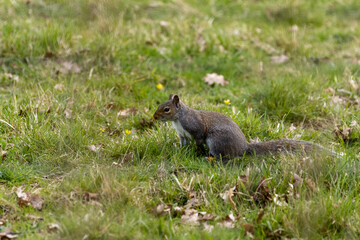 squirrel in the park