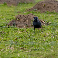 crow on the grass