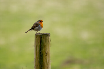 Fototapeta premium Robin on a post