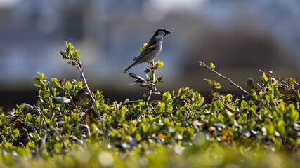Bird on a Hedge