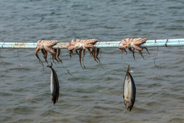 Octopus hanging up on a stick, Antiparos Island, Greece.