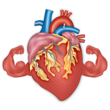 Strong healthy human heart as a cardiology fitness and health symbol or powerful cardio exercise as an anatomy organ with muscle biceps concept. vector illustration.