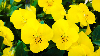 yellow flowers close-up, middle with black stripes, background from light yellow flowers