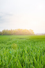 green grass and blue sky