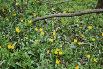 russian nature, flowers, cherries, nature, landscape, trees ,green grass, all the most beautiful things in life.