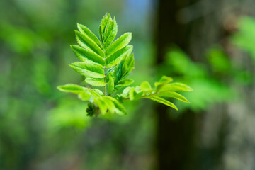 Close up of fresh green leaves on the branch of a tree in spring