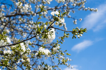 cherry flowers on a tree in spring