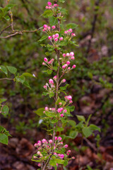 Zweig mit Blüten des Apfelbaumes
