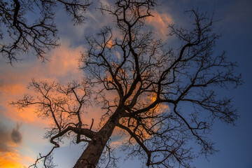 Dry tree. Landscape, nature and environment.