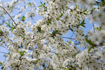 cherry flowers on a tree in spring