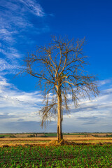 Fototapeta na wymiar Dry tree. Landscape, nature and environment.
