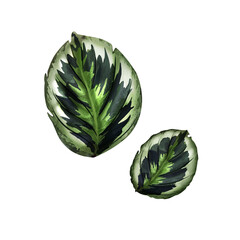 Set of isolated leaves with white background. Digital illustration of tropical leaves, monastery, palm tree.