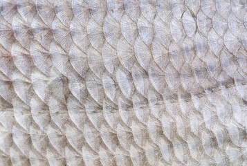 Fish scale texture close-up. Macro photo