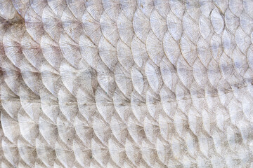 Fish scale texture close-up. Macro photo © Alexandr