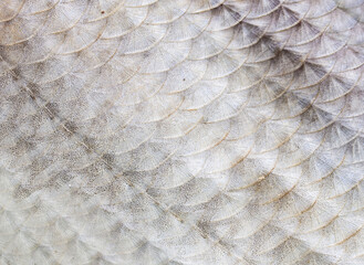 Fish scale texture close-up. Macro photo © Alexandr