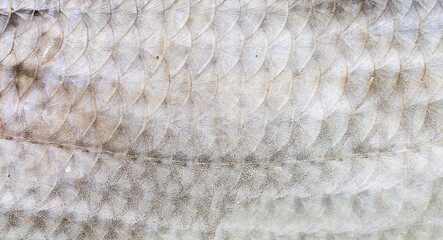 Fish scale texture close-up. Macro photo