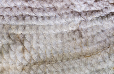 Fish scale texture close-up. Macro photo