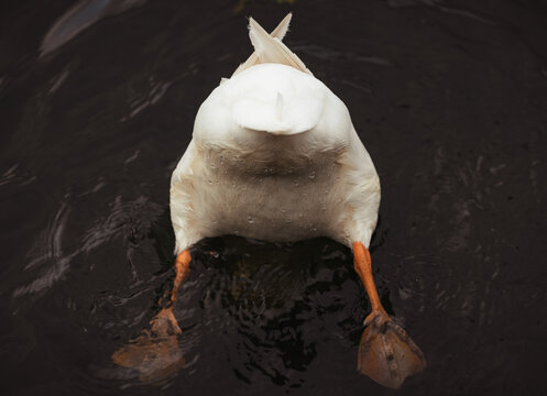 Duck Bottom
