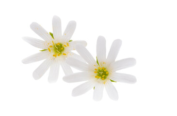 spring flowers arenaria gerbil Isolated