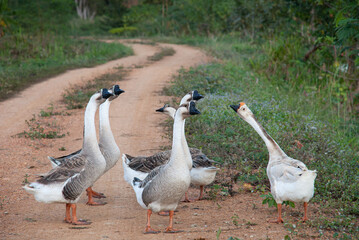 Group of geese walking on the Dirt road at countryside