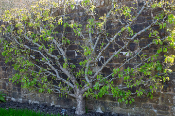 Conference pear tree with branches trained in a fan against a stone brick wall