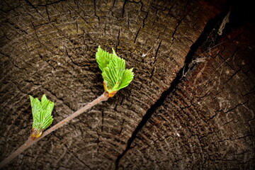 young birch leaves on a wall background