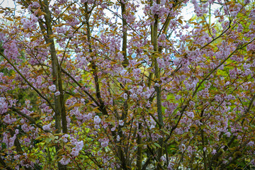 Blossom of cherry tree	
