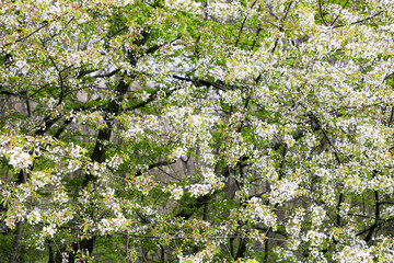 Blossom of cherry tree	
