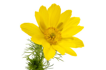 adonis flower isolated