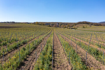 Fototapeta na wymiar Bird's eye view of the vineyards near Oestrich-Winkel in the Rheingau / Germany in spring with Vollrads Castle in the background
