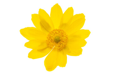 adonis flower isolated
