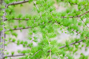 fir tree branches	
