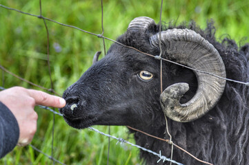 sheep on a meadow