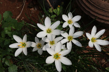 Top view of fresh white lily flowers that looks beautiful grown on house garden