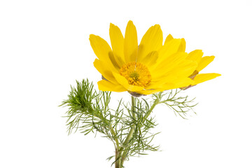 adonis flower isolated