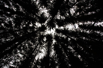 Bottom up view of the trees in the forest. Olbendorf, Southern Burgenland, Austria