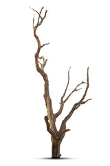 Single old and dead tree isolated on white background.