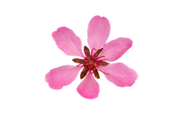 almond flower isolated