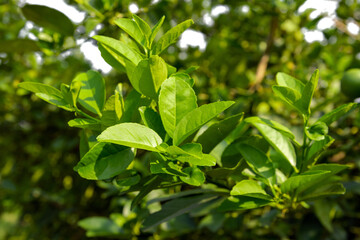 Fototapeta na wymiar Lemon leaf isolated on white background.