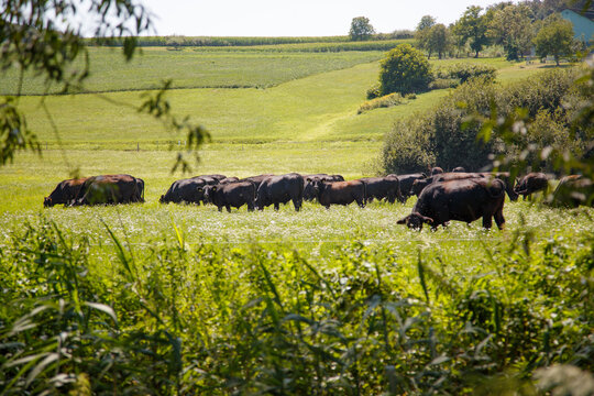 Scenic rural view of a herd of oxen in a field in Zickental, Rohr, Southern Burgenland, Austria