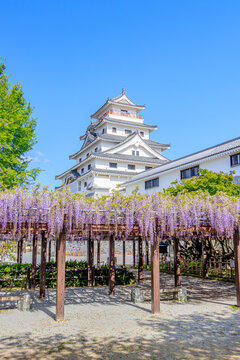 歴史 藤の花 花 Images Browse 51 Stock Photos Vectors And Video Adobe Stock